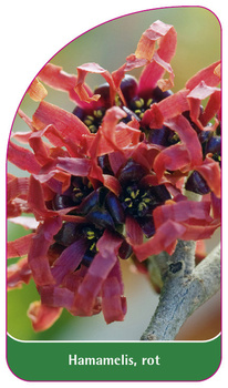 Hamamelis, rot