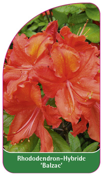 Rhododendron-Hybride 'Balzac'