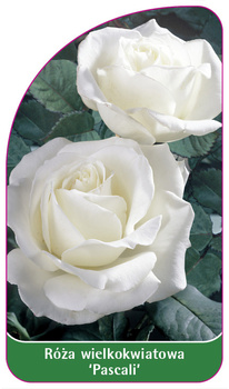 Róza wielkokwiatowa 'Pascali' Nr. 538