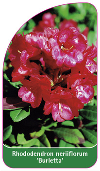 Rhododendron neriiflorum 'Burletta'