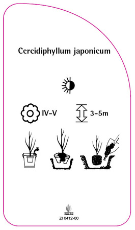 Cercidiphyllum japonicum