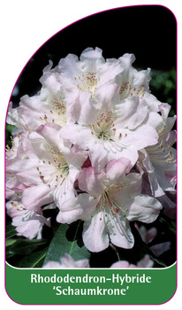 Rhododendron-Hybride 'Schaumkrone'