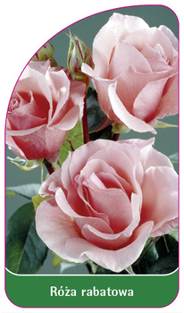 Róza rabatowa Nr. 252