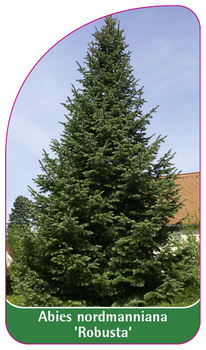 Abies nordmanniana 'Robusta'