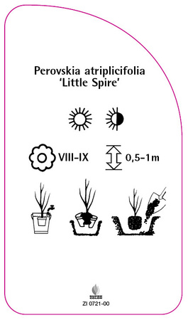 Perovskia atriplicifolia 'Little Spire'