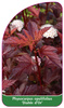 Physocarpus opulifolius 'Diable d'Or'