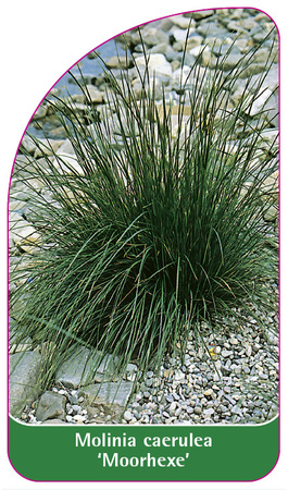Molinia caerulea 'Moorhexe'