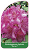 Rhododendron-Hybride 'Rocket'