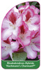 Rhododendron-Hybride 'Hachmann's Charmant'