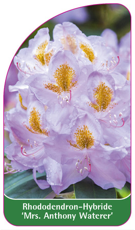 Rhododendron-Hybride 'Mrs. Anthony Waterer'