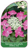 Hydrangea macrophylla (Teller), rosa