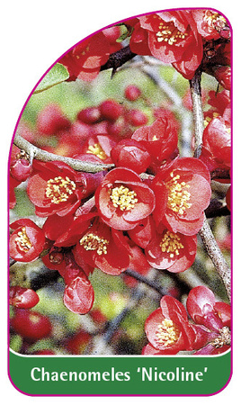 Chaneomeles 'Nicoline'