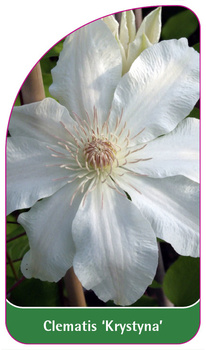 Clematis 'Krystyna'