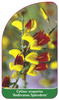 Cytisus scoparius 'Andreanus Splendens'