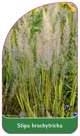 Stipa brachytricha