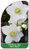 Helleborus niger 'Mont Blanc'