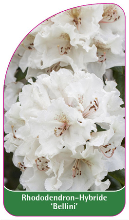 Rhododendron-Hybride 'Bellini'