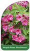 Weigela florida 'Pink Princess'