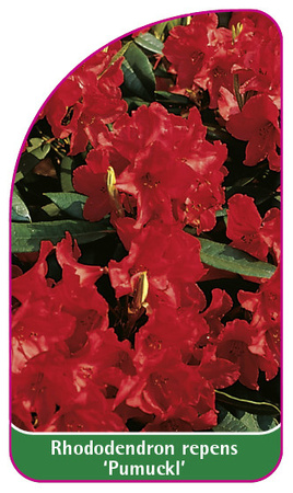 Rhododendron repens 'Pumuckl'