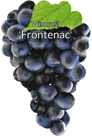 Viță de vie Frontenac