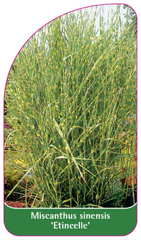 Miscanthus sinensis 'Etincelle'