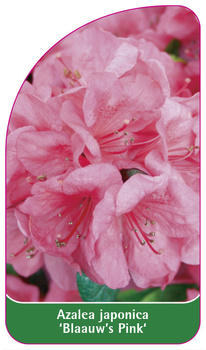 Azalea japonica 'Blaauw's Pink'