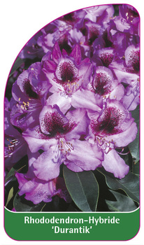 Rhododendron-Hybride 'Durantik'