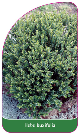 Hebe buxifolia