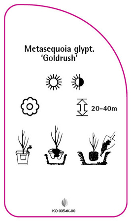 Metasequoia glyptostroboides 'Goldrush'