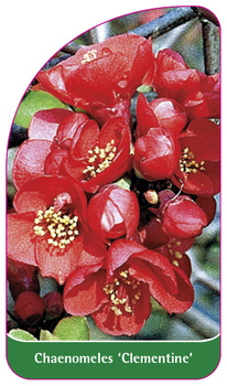 Chaenomeles 'Clementine'