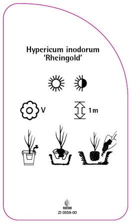 Hypericum indorum 'Rheingold'