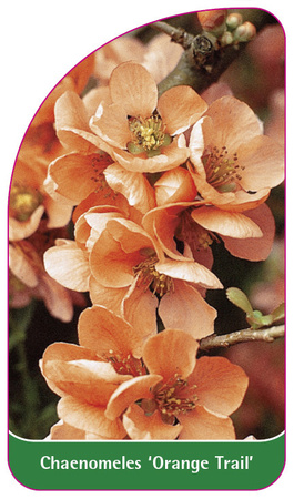 Chaenomeles 'Orange Trail'
