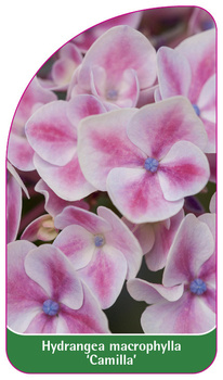 Hydrangea macrophylla 'Camilla'