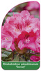Rhododendron yakushimanum 'Sneezy'