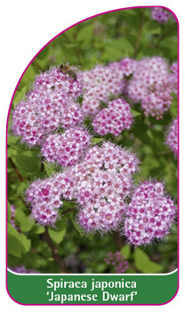 Spiraea japonica 'Japanese Dwarf'