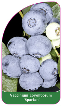 Vaccinium corymbosum 'Spartan'