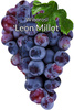 Winorośl Leon Millot