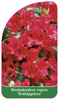 Rhododendron repens 'Rotkäppchen'