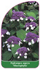 Hydrangea aspera 'Macrophylla'
