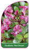 Escallonia 'Red Dream'