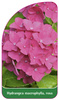 Hydrangea macrophylla, rosa