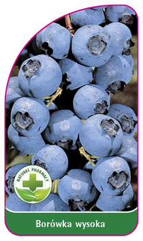 Borówka wysoka