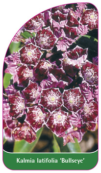Kalmia latifolia 'Bullseye'