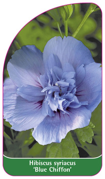 Hibiscus syriacus 'Blue Chiffon'