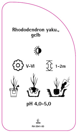 Rhododendron yakushimanum, gelb