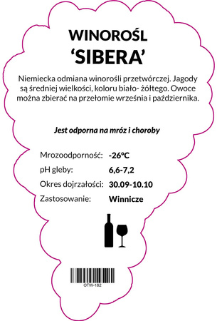 Winorośl Sibera