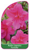 Azalea japonica 'Tornella'