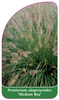 Pennisetum alopecuroides 'Medium Boy'