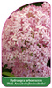 Hydrangea arborescens 'Pink Annabelle/Incrediball'
