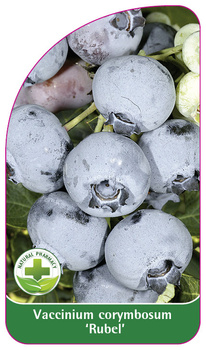 Vaccinium corymbosum 'Rubel'